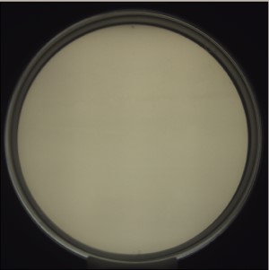 Candida detection first image