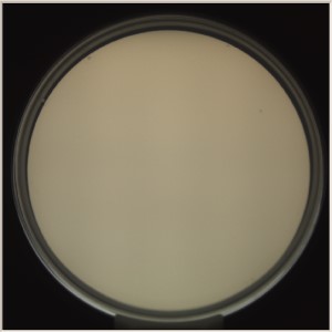 automated detection and colony counting of Pseudomonas with SCDLP agar media by using MicroBio μ3D AutoScanner