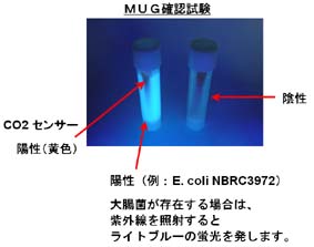 coliform,E coli,rapid,detection,microbiological,test,