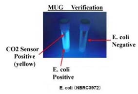 E coli detection