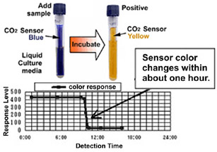 rapid,microbial,detection,microbial growth graph,kit,liquid culture media,coliform,E coli,salmonella,food poisoning microbe,aerobe,alicyclobacillus,