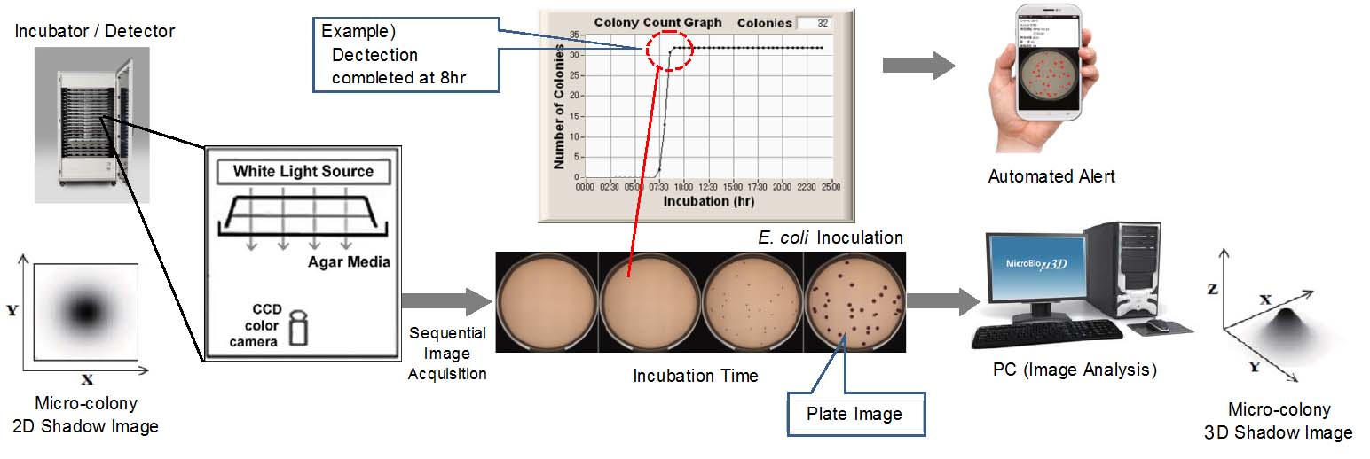 rapid,automated,microbial,detection,count,colony,micro,enumeration,viable count,SPC,agar media,culture,method,quantitative,analysis,coliform,