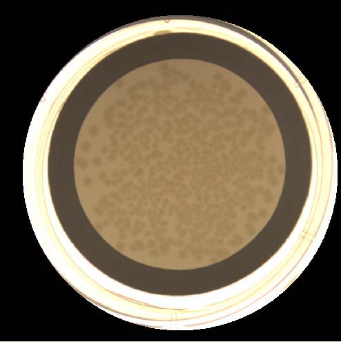 membrane filter on 60mm plate