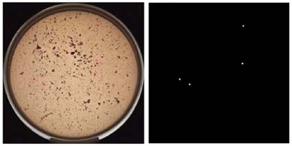 ハンバーガー試料中に４個の大腸菌コロニー　検出（コロニー画像とｶｳﾝﾄマーカー）
