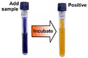 Alicyclobacillus detection kit