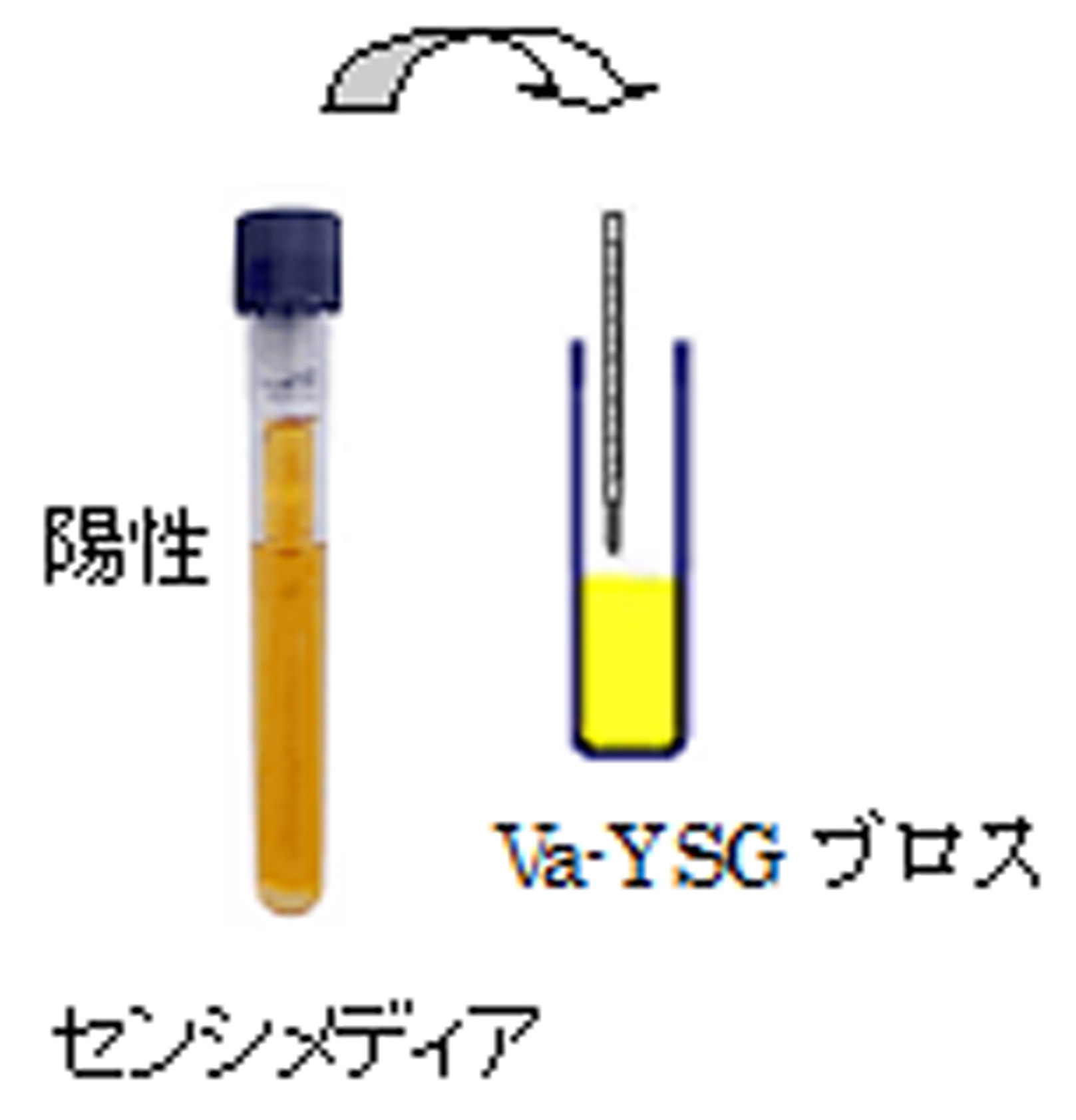 Va YSG ﾌﾞﾛｽ