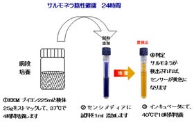 サルモネラ　迅速検出キット　センシメディア