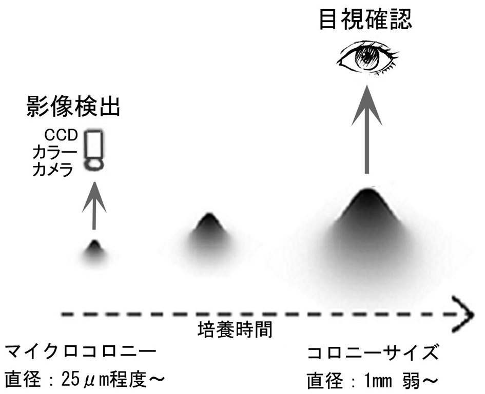 図10　タイムラプス影像計測