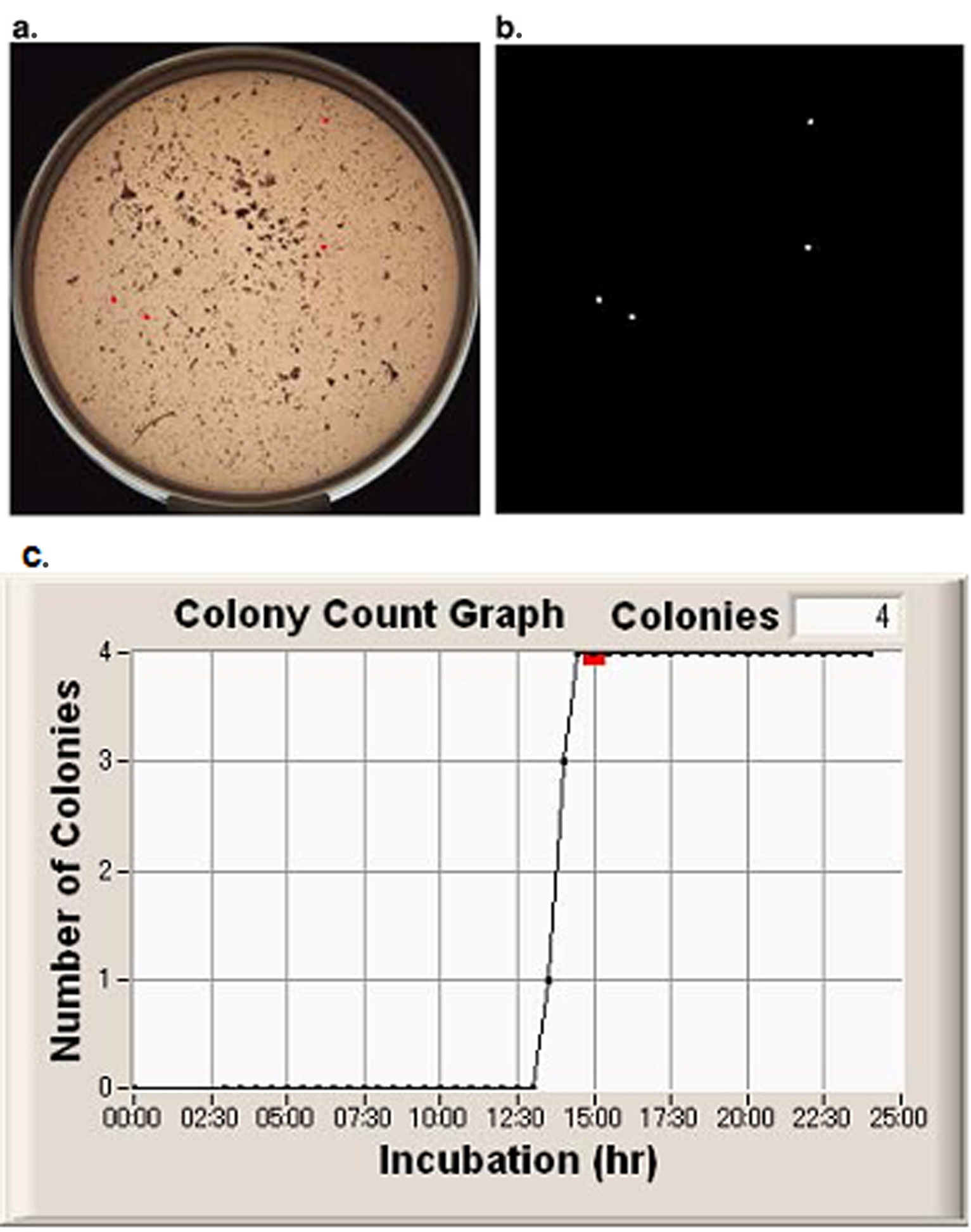 図12_MicroBio_μ3Dによるハンバーグ片の中の４個のE.coli