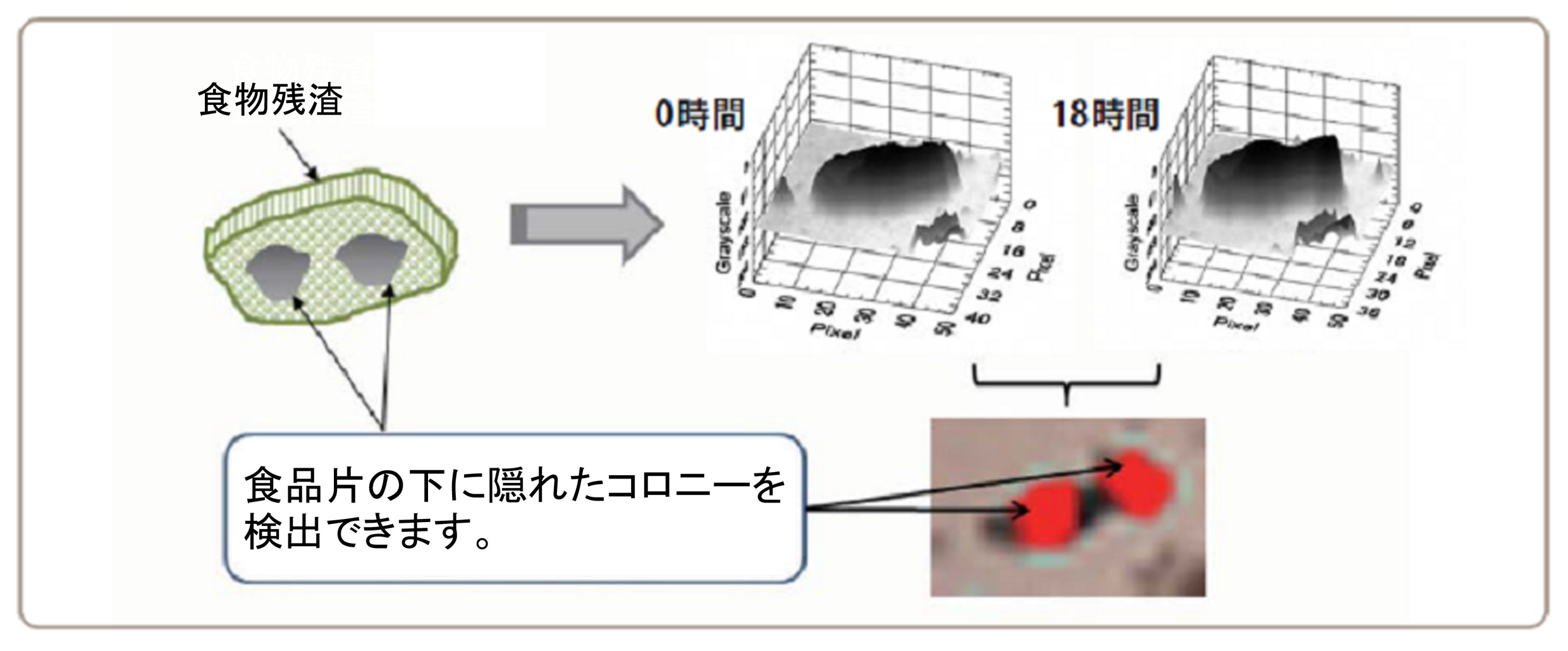 図７_MicroBio_μ3Dが検出した薄い肉片_ハンバーグ片_の下